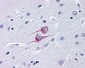 TRIM25 Antibody (C-Terminus)